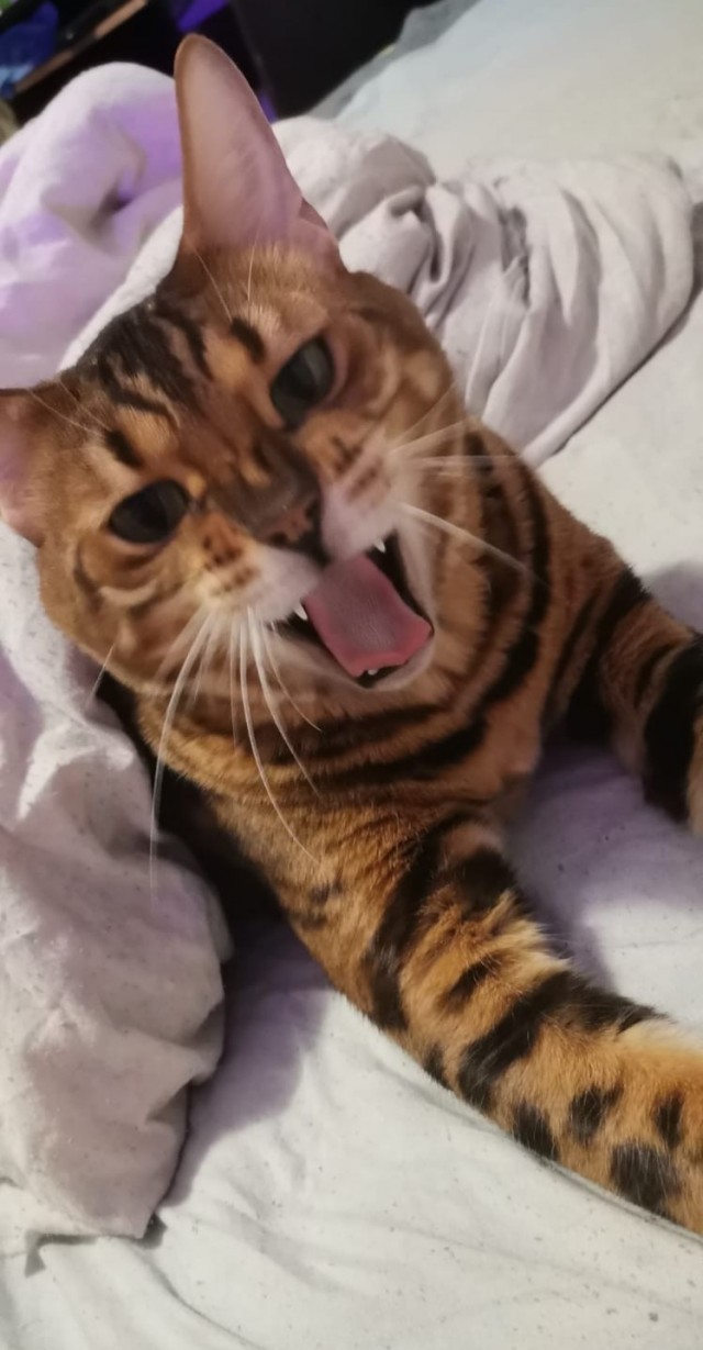 Коточетверг!