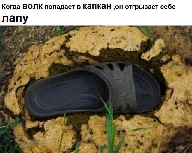 Весёлый полтишок 08.07.23