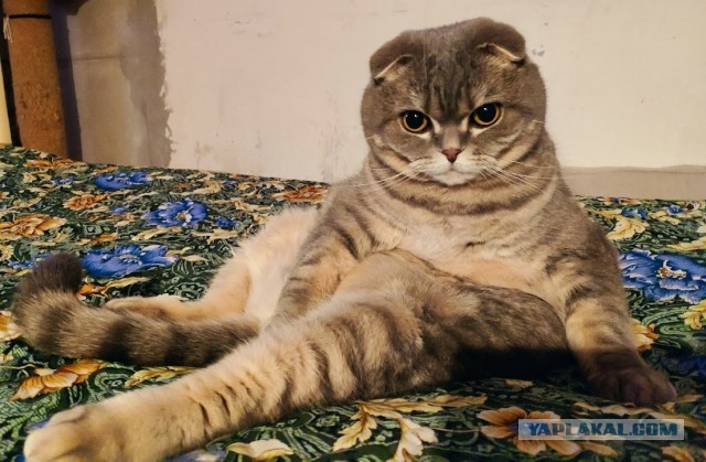 Ну вот и я стал рабом.