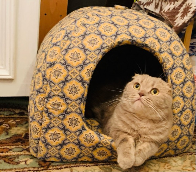Опаснейшее животное