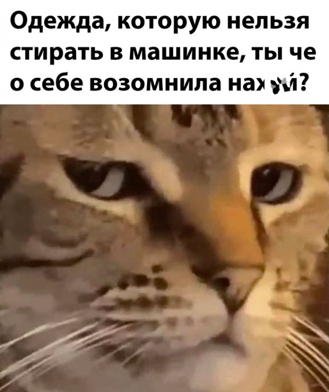 Весёлый полтишок 11.01.23