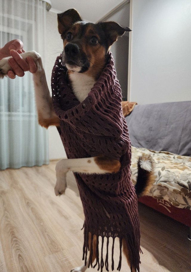 Собакочетверг! Добавляйте своих