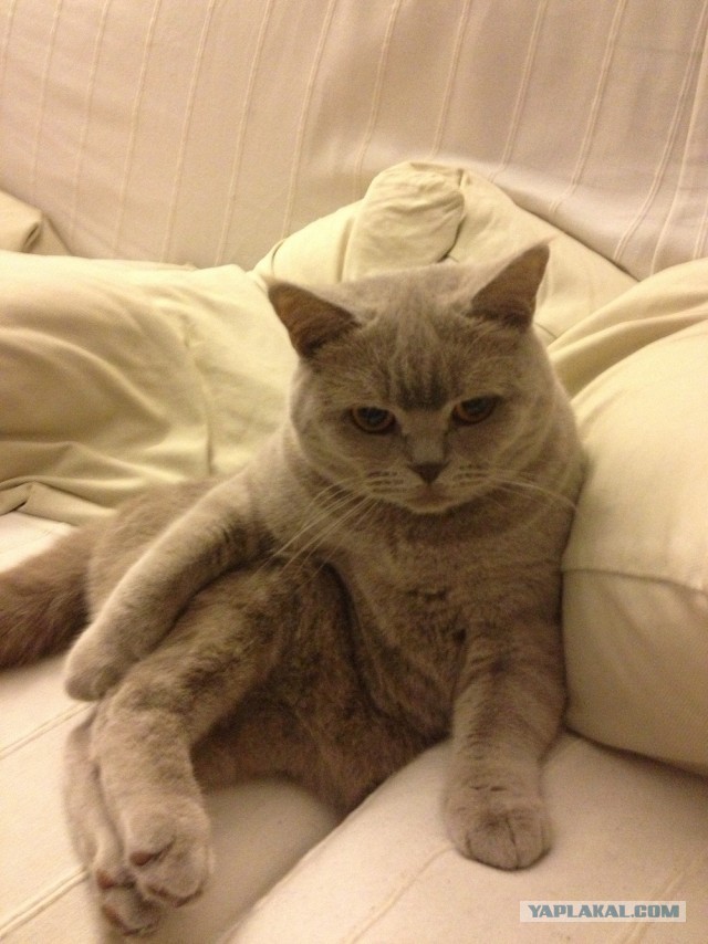 Пушистый хозяин собора святой Софии