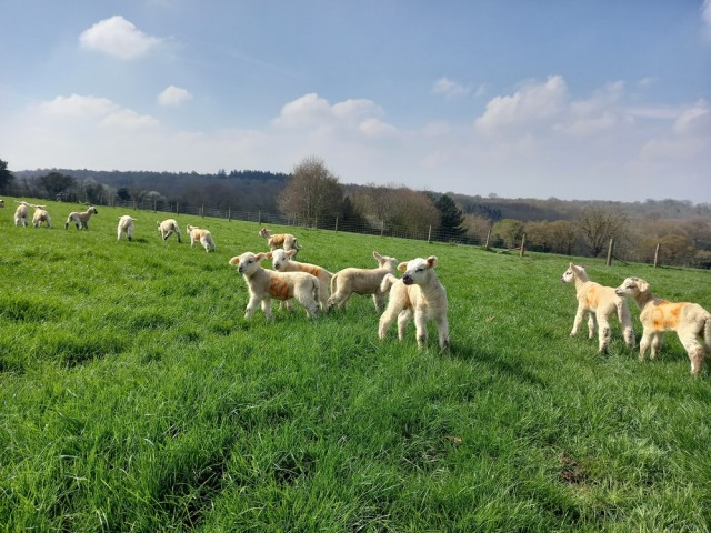 Один летний день на обычной английской ферме