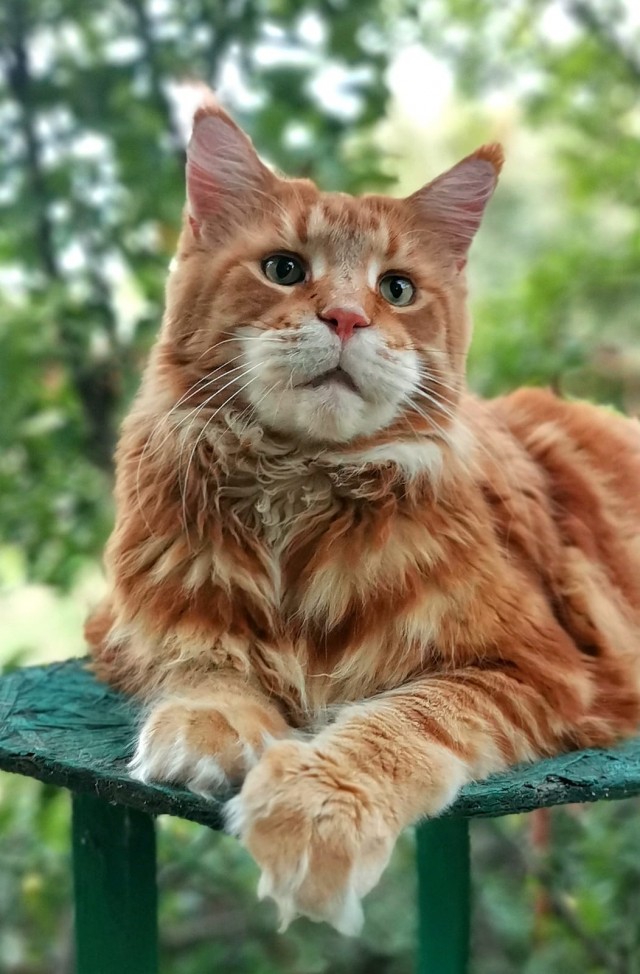 Котовторник в картинках