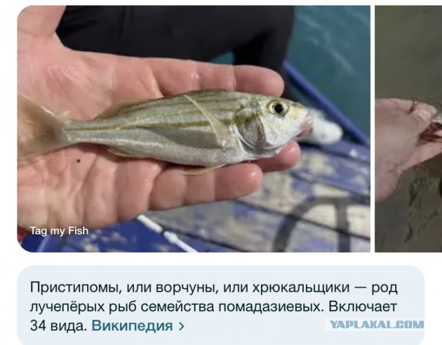 Королева пи*данутых