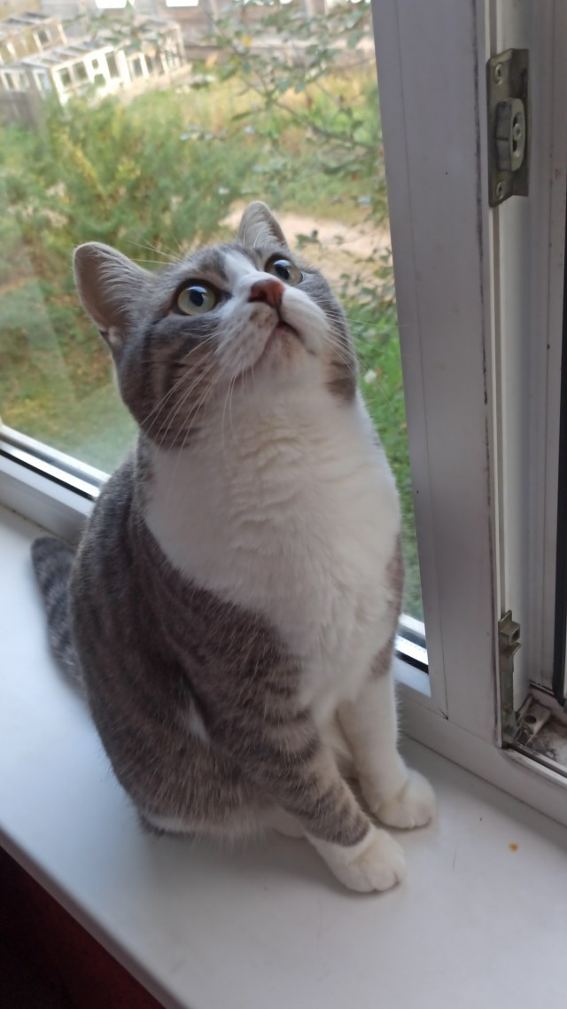 Котовторник 05/11/2024
