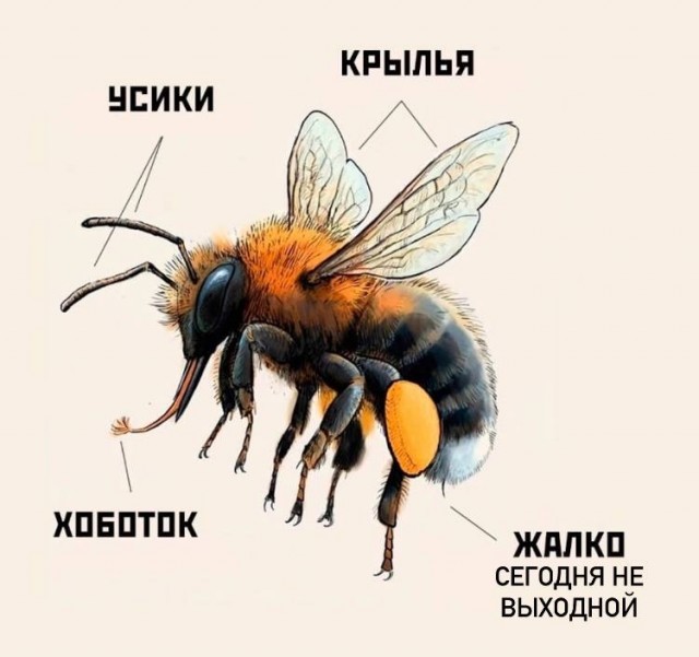 Завалялось тут случайно немного забавных картинок