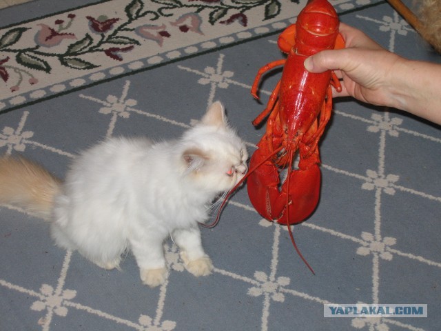 Котейка точит осётра