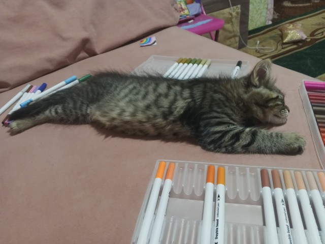 Мой кот