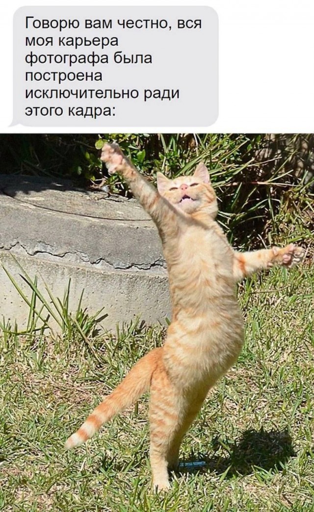 К котовторнику: подборка картинок-баянов с котиками и про котиков. Выпуск 5