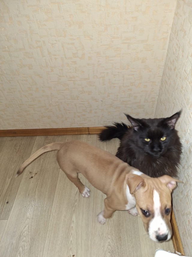 Теперь я тоже не совсем кошатник. С четвергом