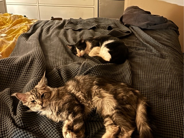 Это что, котовторник?