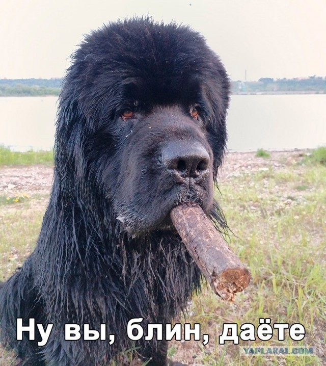Собакочетверг же