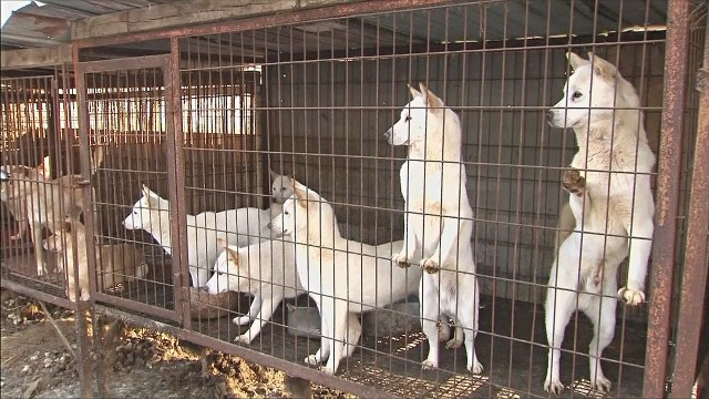 550 тыс. собак на фермах Южной Кореи