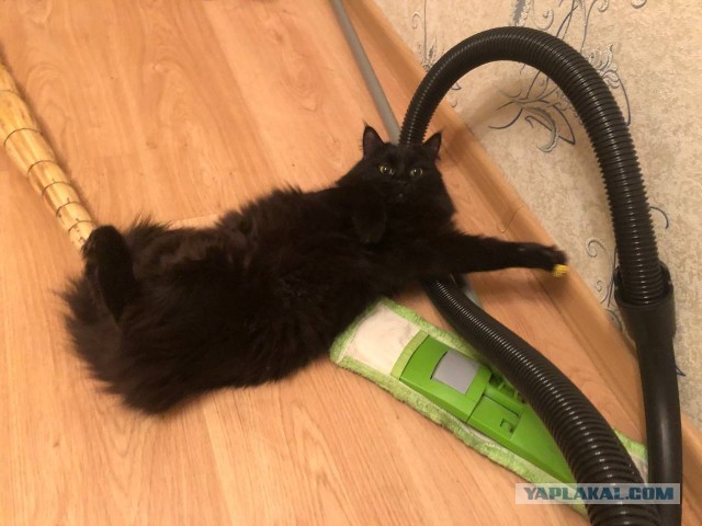 Было-стало тред (котовторник)