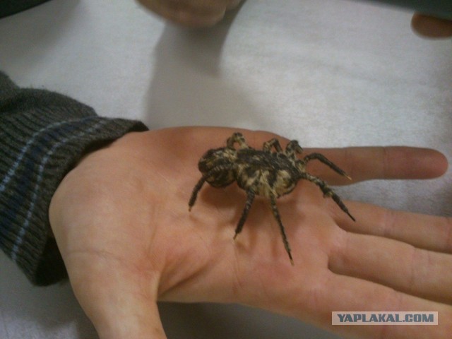 Как поржать на работе