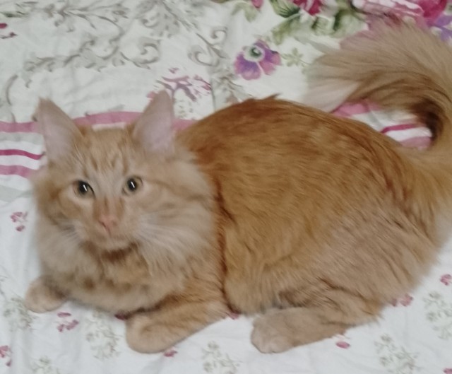 К котовторнику