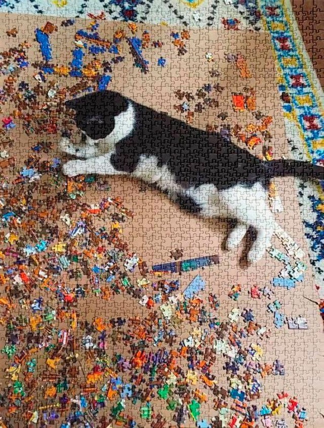 Котик потерялся