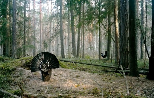 У глухарей в разгаре ток