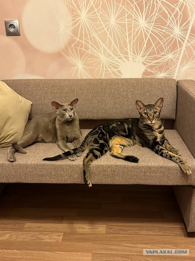 К-котовторник