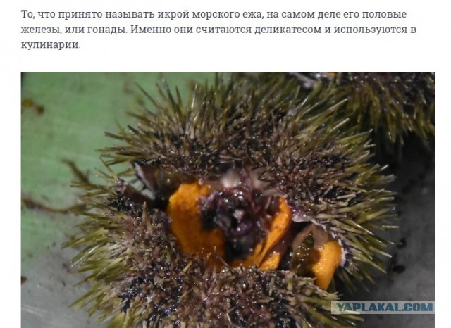 «Всем попробовать пора бы, как вкусны и нежны ежи »