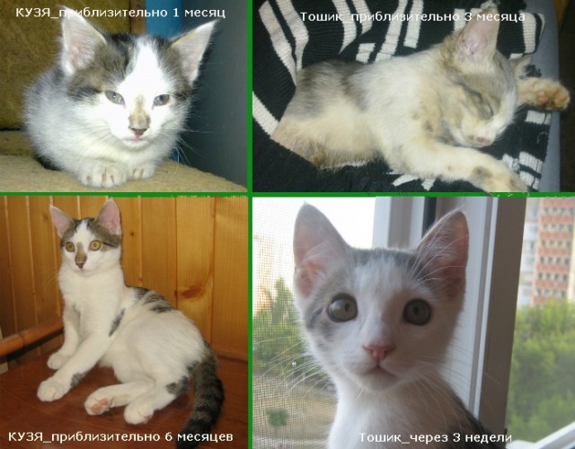 Коты и время