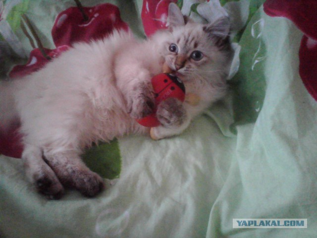 Котовторник 26.11.2013