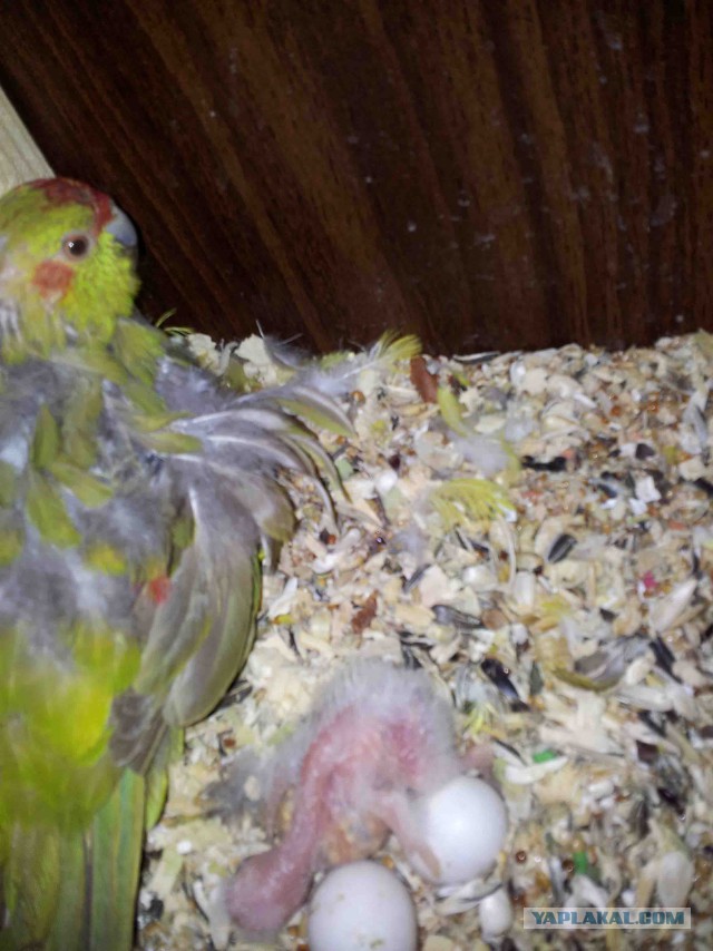 Как я попуганов размножала