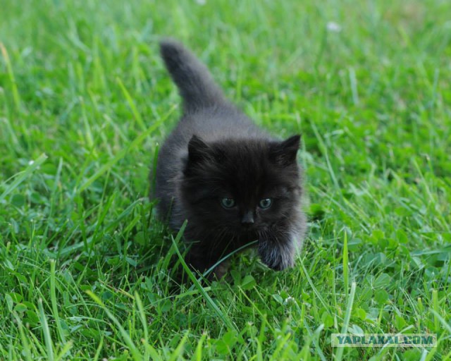 Котовторник 04.03.2014