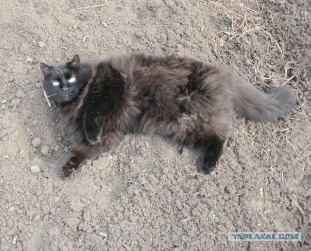 Котовторник  25.03.2014