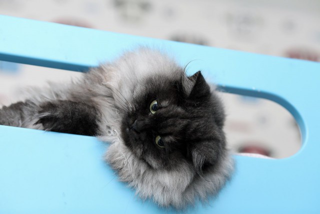 Котовторник 09.09.2014