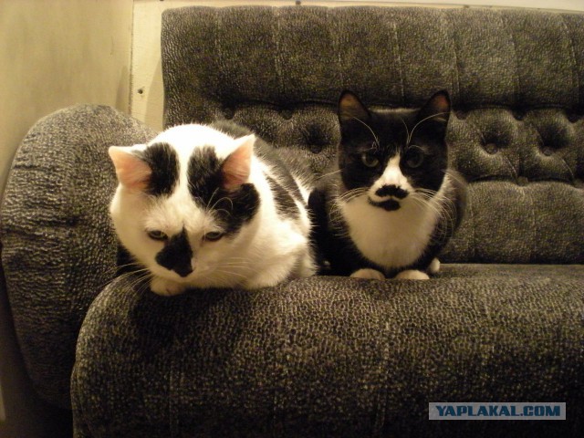 Котовторник 7.10.2014