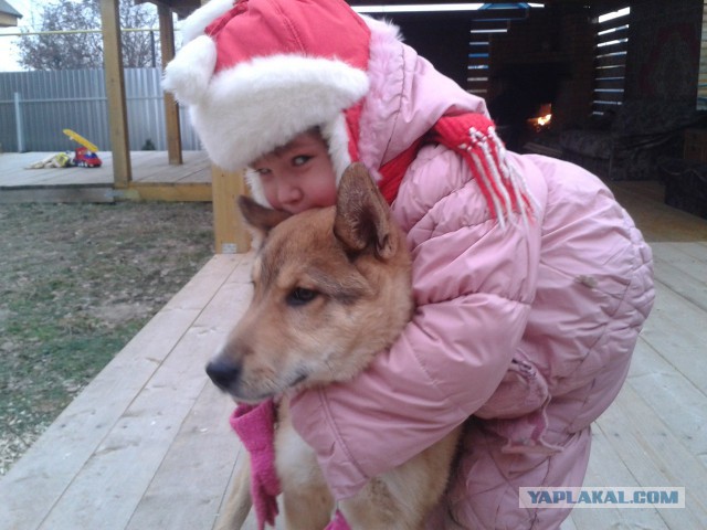 Собака покусала маленького ребенка