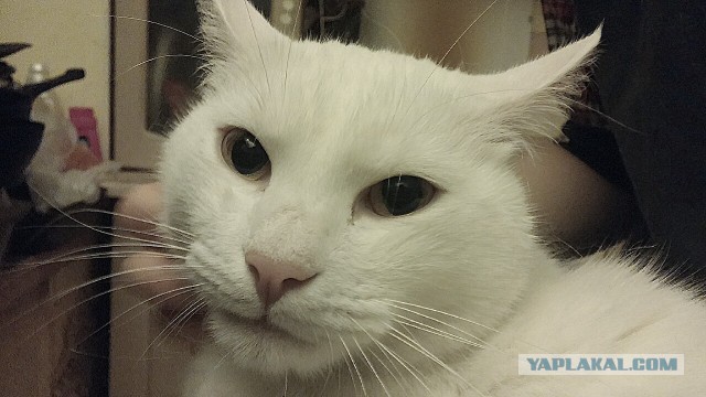 Котовторник 27.01.2015
