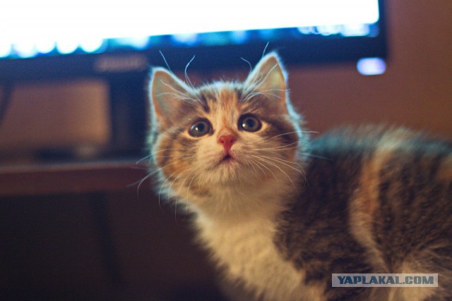 Котовторник