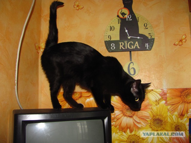 Котовторник 07 04 2015