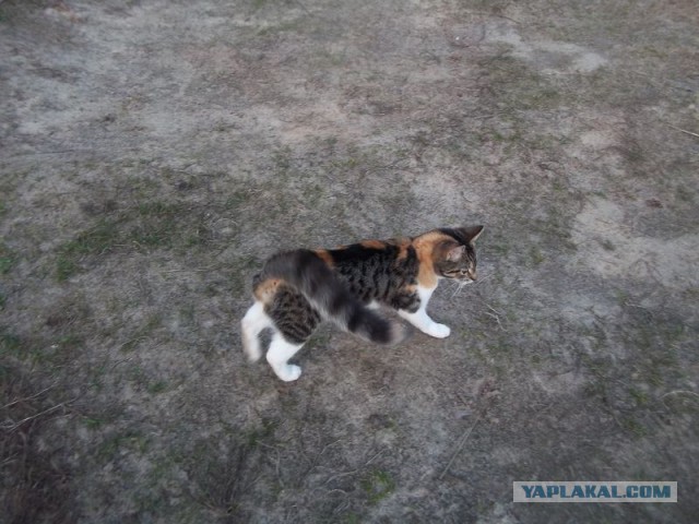 Жизнь домашнего приюта для котеек 56
