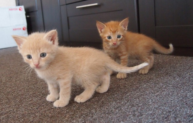Котовторник  21.07.2015