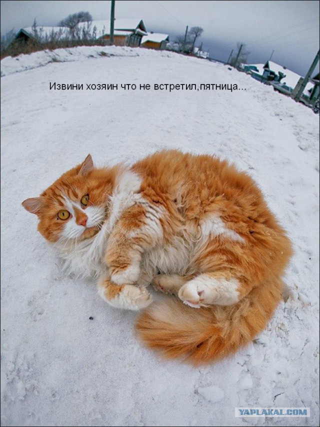 Так встречает меня кошка, когда я прихожу домой