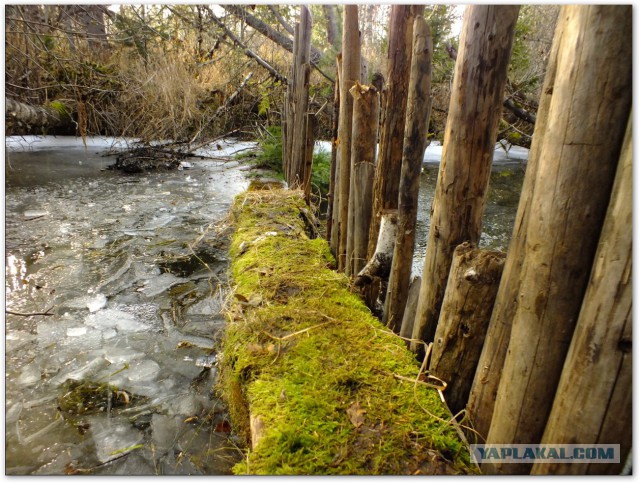 Водяной кролик