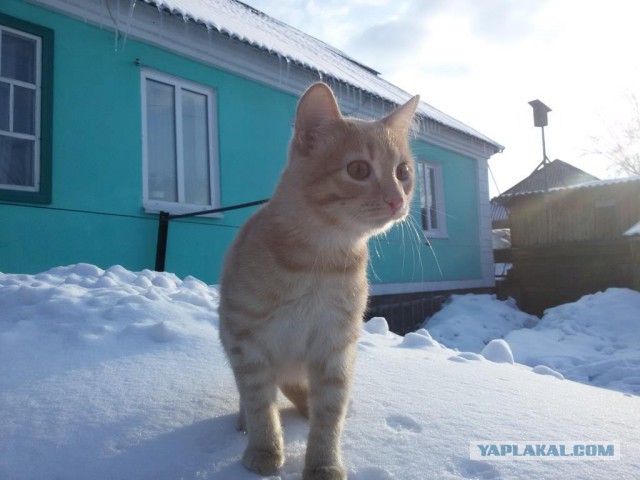 Новогодний котовторник,05.01.16.
