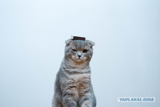 Наш Котяра