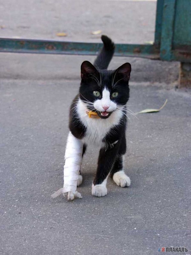 Коты, кошки, котята