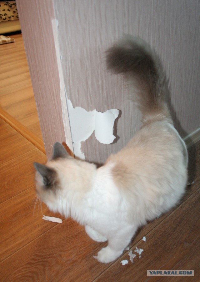 Котовторник  01.03.2016