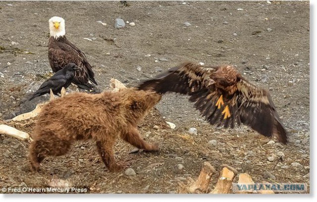Медведь убил белоголового орлана, отгоняя его от добычи