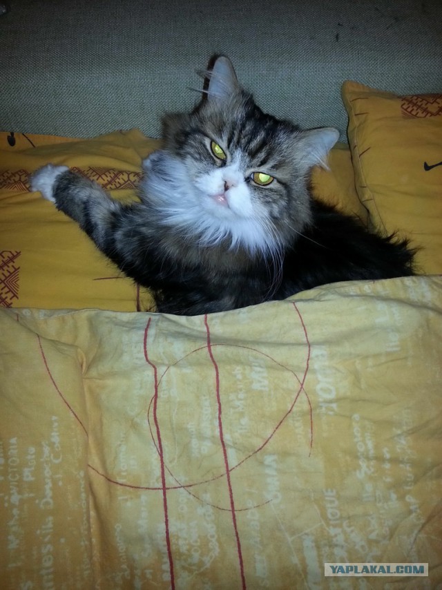 Котовторник - начало