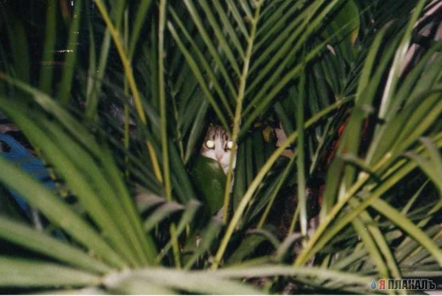 Котомет на вторник!