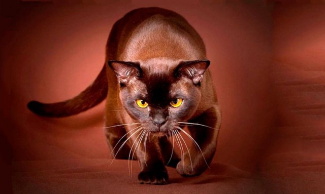 Коты из сети