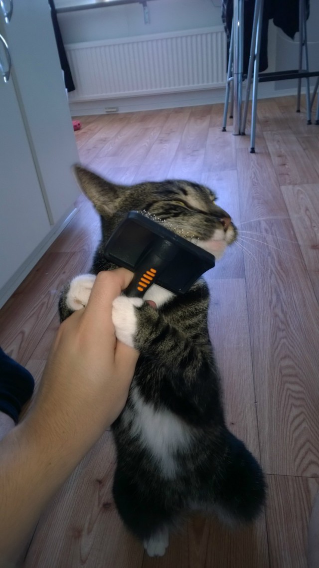 Коты и Кошки